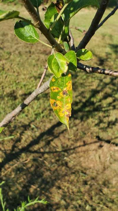 Algal Leaf Spot - Apple