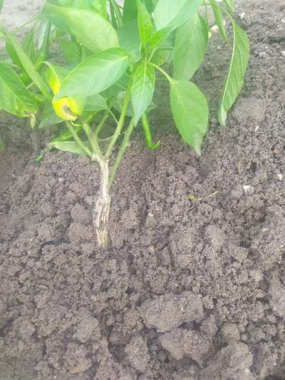 Fusarium Stem Rot - Capsicum & Chilli