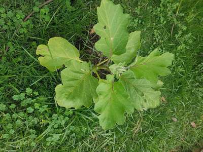 Stem Rot - Brinjal