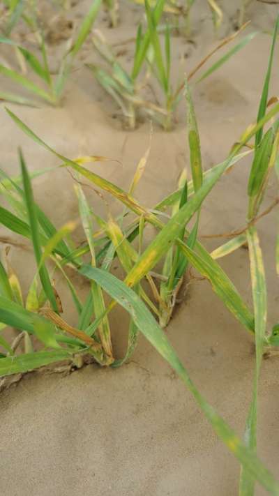 Nitrogen Deficiency - Wheat