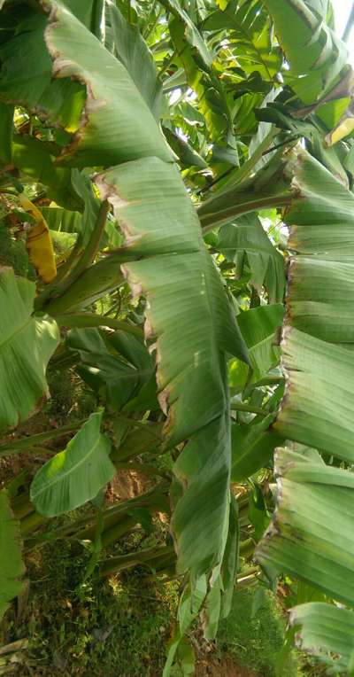 ಪೊಟ್ಯಾಸಿಯಮ್  ಕೊರತೆ - ಬಾಳೆಹಣ್ಣು