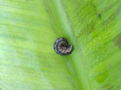 Tobacco Caterpillar - Banana