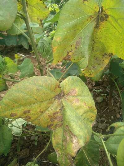 Anthracnose of Cotton - Cotton