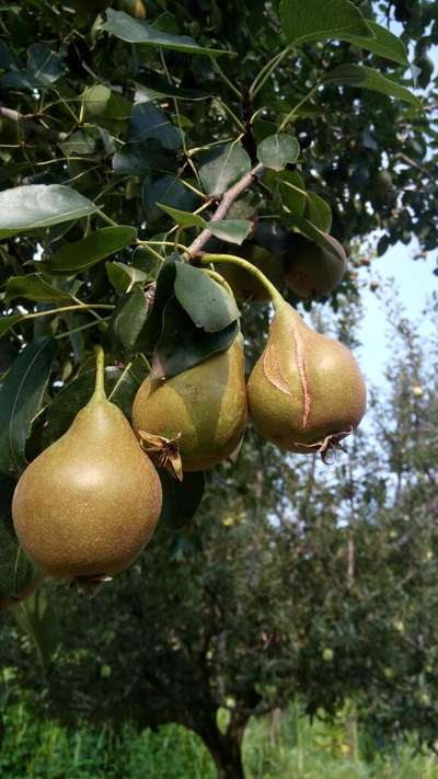 Boron Deficiency - Pear