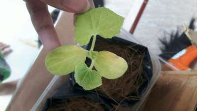 Sulfur Deficiency - Cucumber