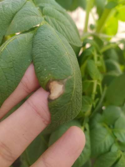 Tomato Late Blight - Potato