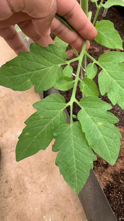 Leaf Mold of Tomato - Tomato