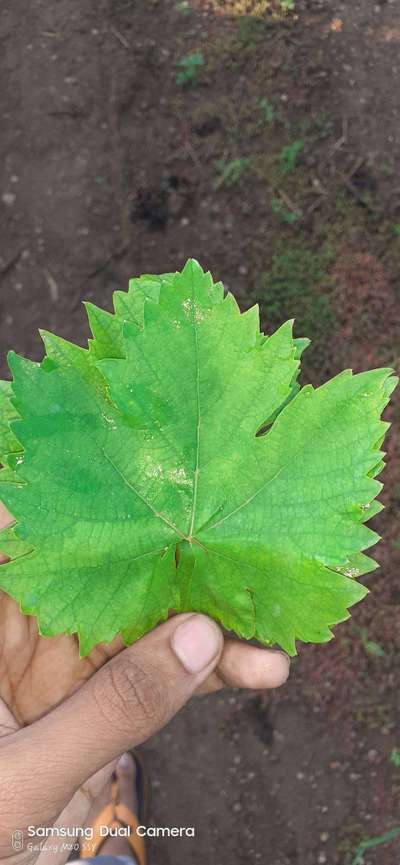 ಕಬ್ಬಿಣದ ಕೊರತೆ - ದ್ರಾಕ್ಷಿ