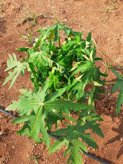 Papaya Leaf Curl Virus - Papaya