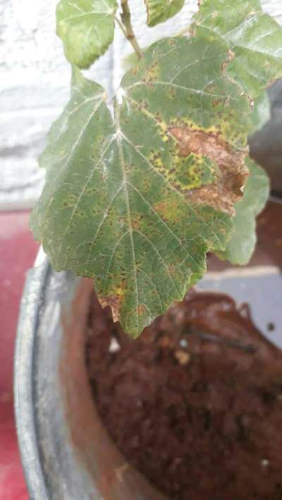 Brown Leaf Spot - Grape