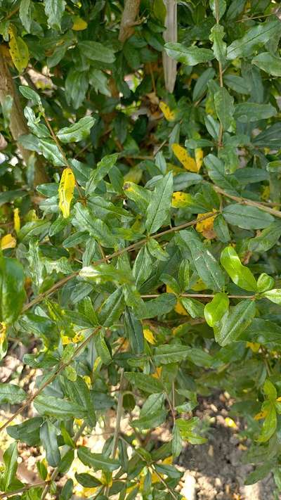 Alternaria Black Spot and Fruit Rot - Pomegranate