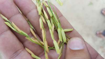 Asiatic Rice Borer - Rice