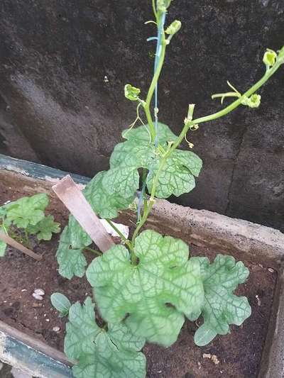 Cucumber Green Mottle Virus - Zucchini