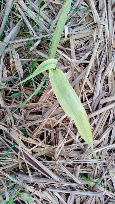 Zinc Deficiency - Sugarcane