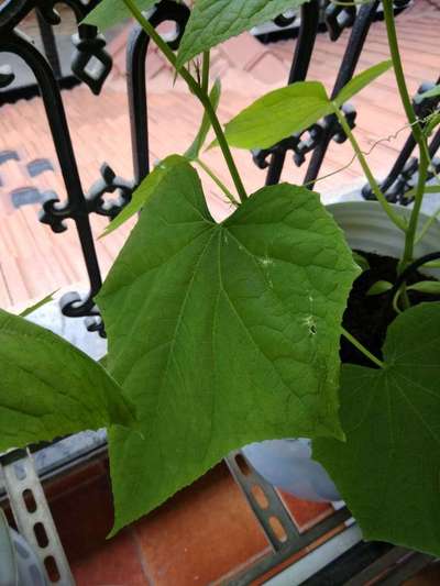 Powdery Mildew - Cucumber