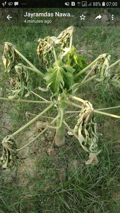 Phytophthora Crown and Root Rot - Papaya