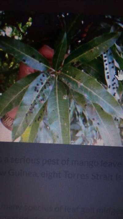 Mango Midge - Mango