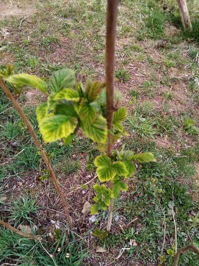 Potassium Deficiency - Raspberry