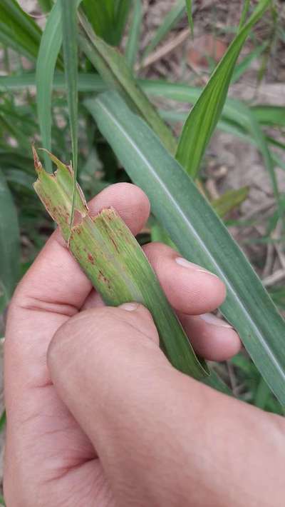 Orange Rust of Sugarcane - Sugarcane