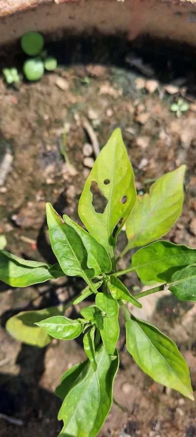 Mealybug - Capsicum & Chilli