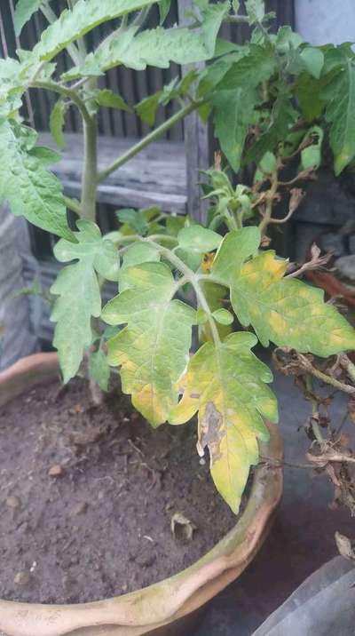 Sulfur Deficiency - Tomato