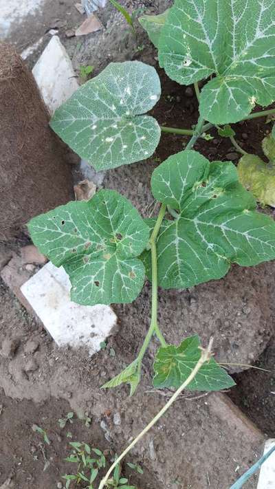 Flea Beetles - Pumpkin