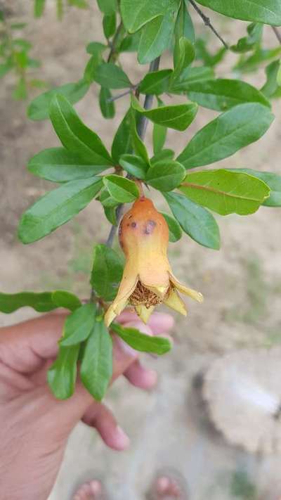 Anthracnose of Pomegranate - Pomegranate