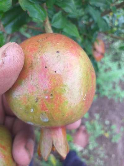 Mediterranean Fruit Fly - Pomegranate