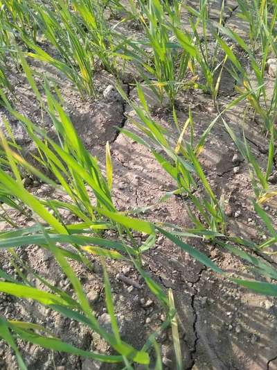 Septoria Tritici Blotch - Wheat