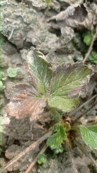 Phosphorus Deficiency - Strawberry