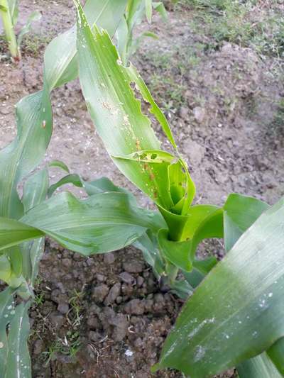 Fall Armyworm - Maize