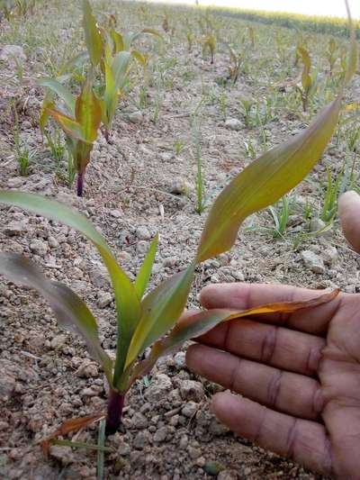 ফসফরাসের অভাবজনিত রোগ - ভুট্টা