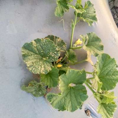 Spider Mites - Melon