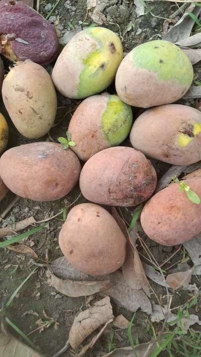 Mango Seed Borer - Mango