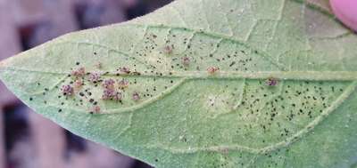 Eggplant Lace Bug - Brinjal