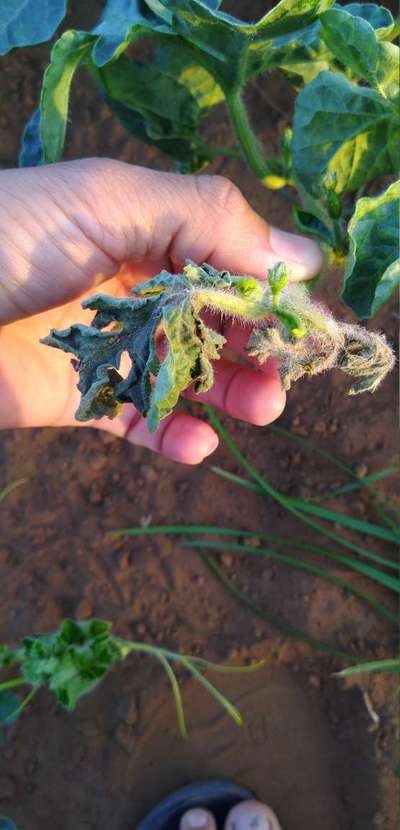 Downy Mildew of Cucurbits - Melon