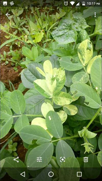 Leaf Variegation - Peanut