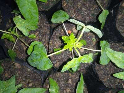 Powdery Mildew - Papaya