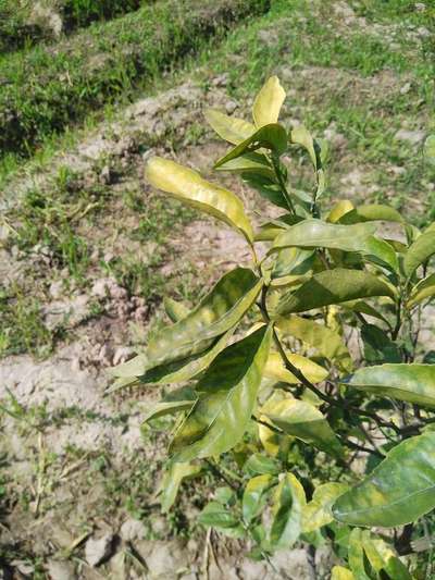 Citrus Greening Disease - Citrus