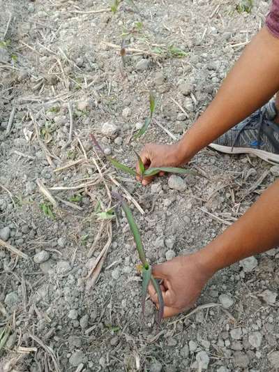 Phosphorus Deficiency - Maize