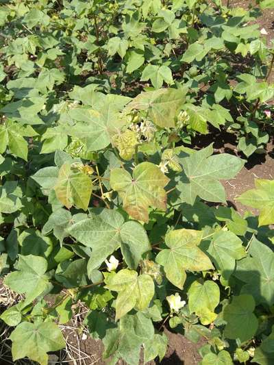 Magnesium Deficiency - Cotton