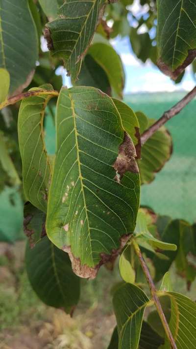 Deficiencia de potasio - Mango