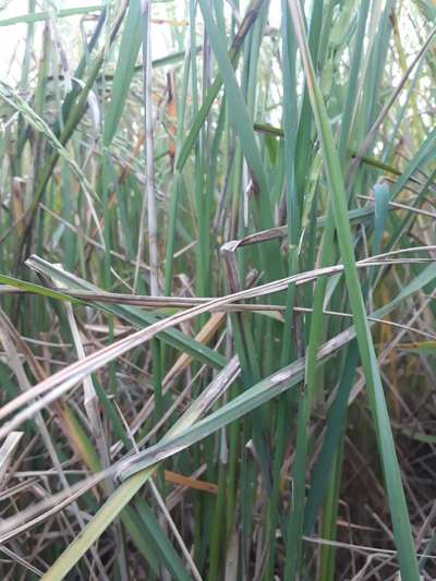 Bacterial Blight of Rice - Rice