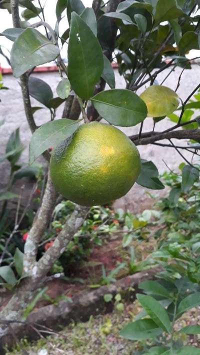 Rachaduras de Crescimento no Tomate - Citros