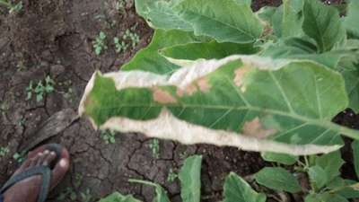 Verticillium Wilt - Brinjal