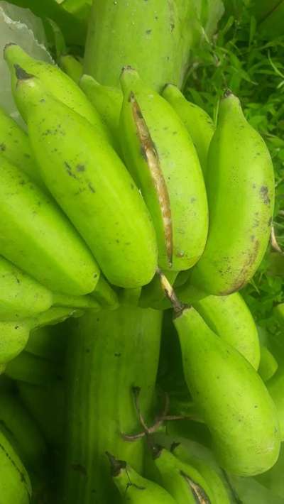 ಬಾಳೆ ಥ್ರಿಪ್ಸ್ ತುಕ್ಕು - ಬಾಳೆಹಣ್ಣು