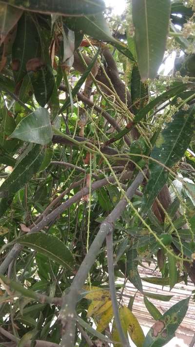 ಮಾವಿನಲ್ಲಿ ಬೂದಿ ರೋಗ (ಪೌಡರಿ ಮಿಲ್ಡ್ಯೂ) - ಮಾವು