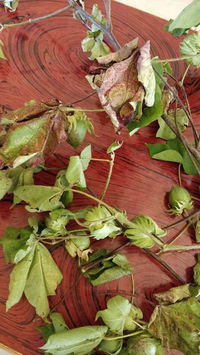 Leaf Reddening of Cotton - Cotton