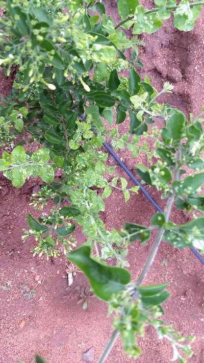 Gall Mite - ಸಿಟ್ರಸ್ (ನಿಂಬೆ, ಕಿತ್ತಳೆ ಹಾಗು ಇತರ ನಿಂಬೆ ಜಾತಿ ಬೆಳೆಗಳು)