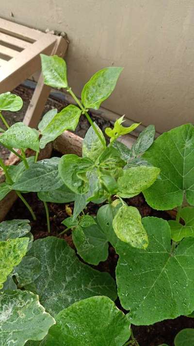 Sulfur Deficiency - Bean